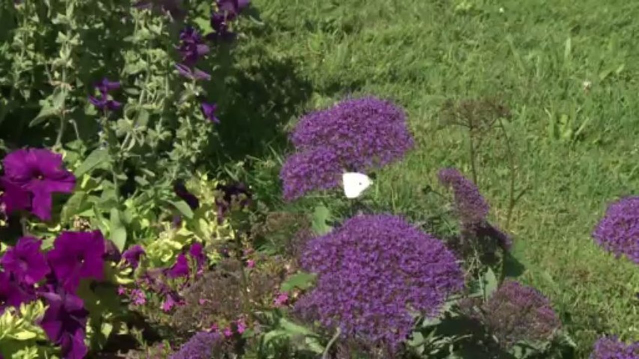 Pestizide und Straßenbau bedrohen Schmetterlinge