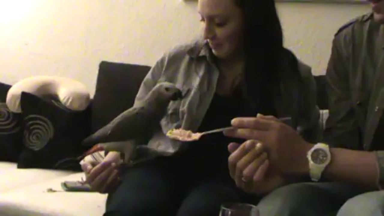 Thermomix TM 31 Papagei Jakob isst Lachsaufstrich