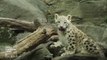 Un bébé léopard fait ses premiers pas dans le Bronx... au Zoo!!!