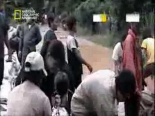 وثائقي   معجزة في الأدغال HD