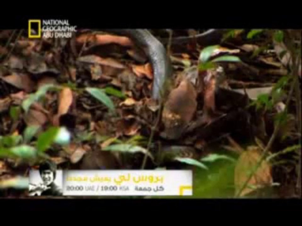 وثائقي   مملكة الكوبرا HD