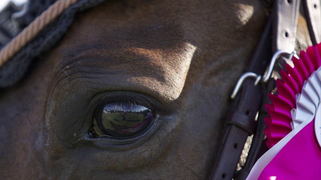 Carrière des Princes - La Grande Semaine de Fontainebleau - 2015