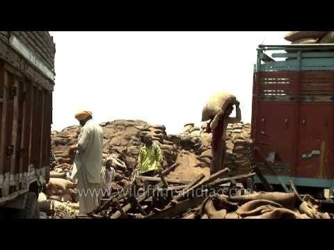 Men loading sacks of wheat into a truck