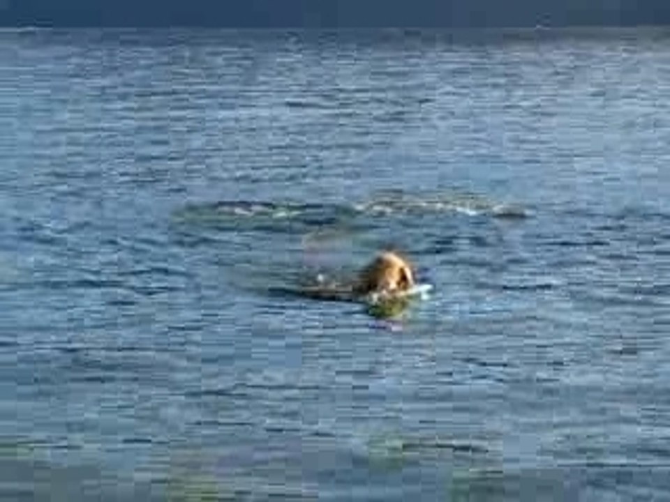 Scratch baignade