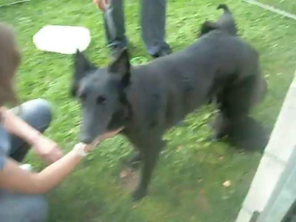 28 août 2013 : visite des chiots âgés de 28 jours