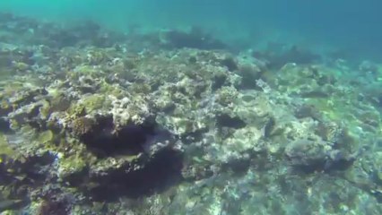 Underwater Paradise In Tahiti