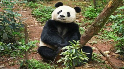 Nubia Giant Pandas (PP-720p)