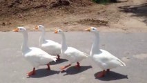 Beautiful Ducks at lake, enjoying a swim & crossing road