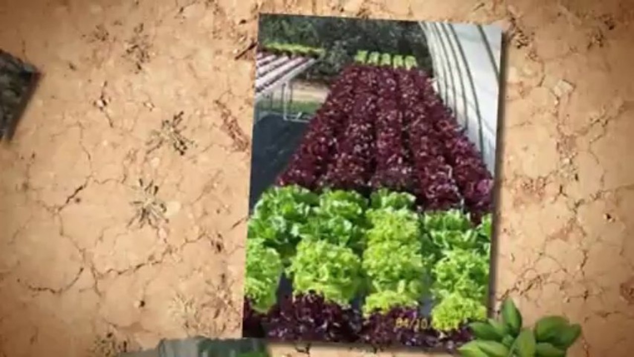 Aquaponics