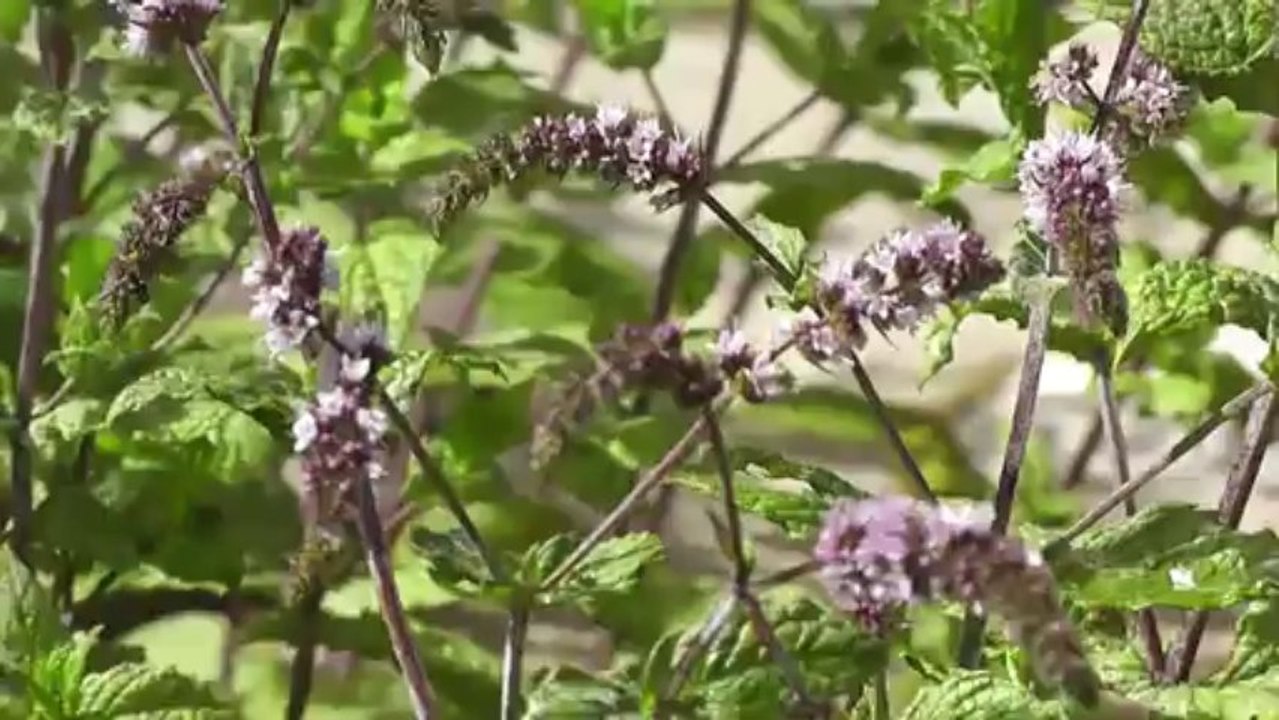 Coeur de nature - carnets de découverte dans le Champsaur