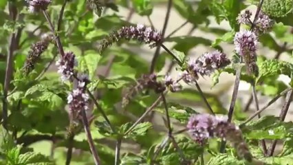 Coeur de nature - carnets de découverte dans le Champsaur