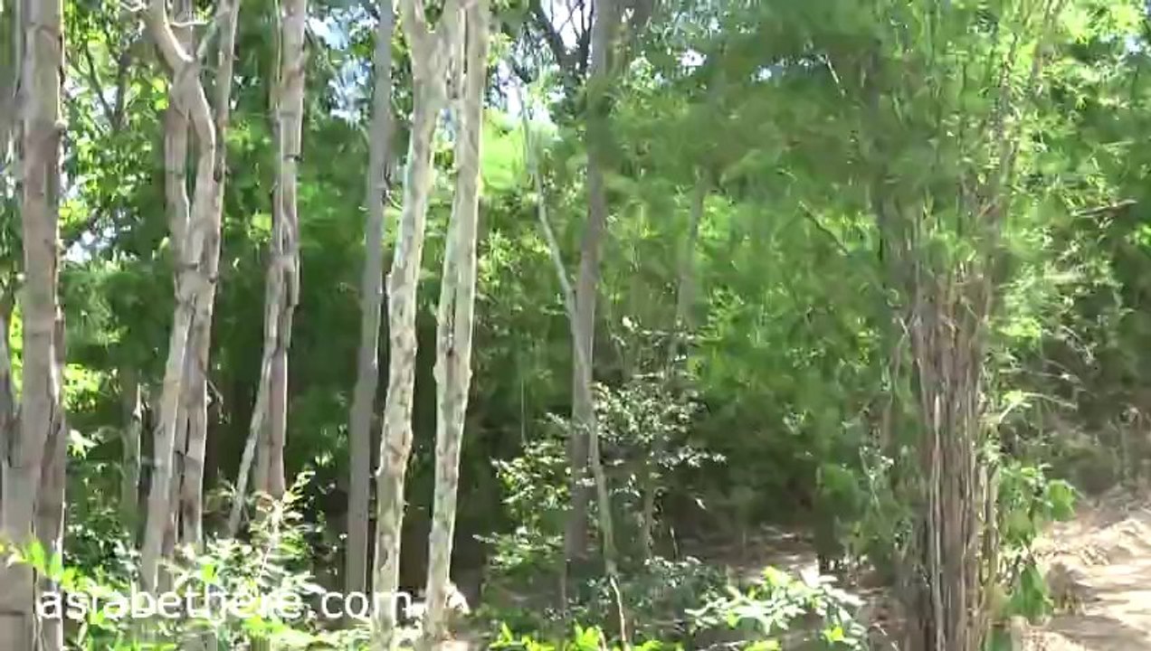 Hua Hin Safari Elephant Trekking II