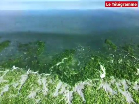 Pays de Brest. Algues vertes, la menace fantôme