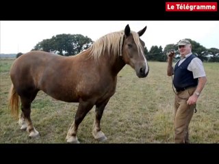 Trait breton. Une belle Amande de 930 kg