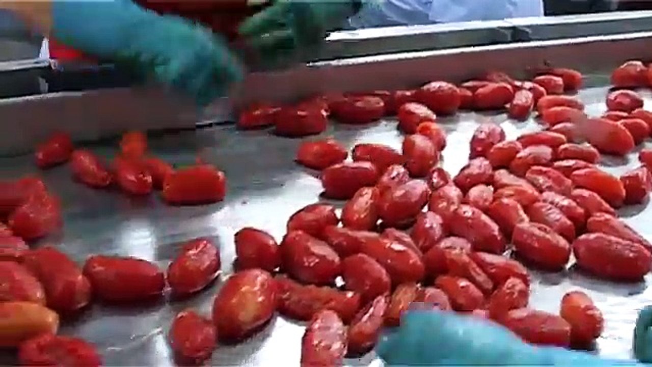 Salerno - Cambiamenti climatici, ritardi nella lavorazione dei pomodori -2- (27.08.13)