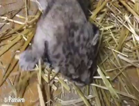Les images du bébé lion de Besançon