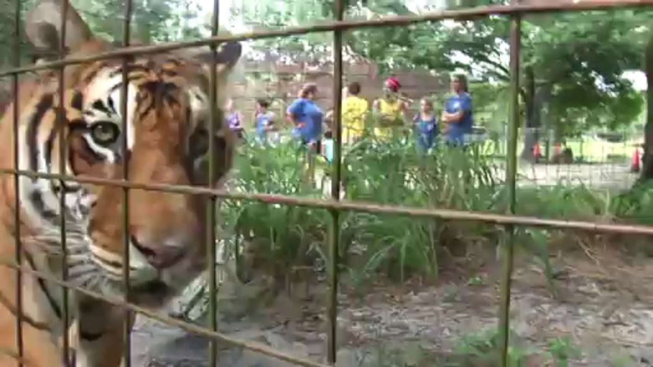 NEW Big Cat Enclosure! - GRAND OPENING!