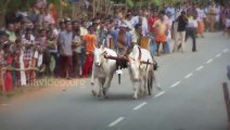 Bullock Cart Race India - Amazing Video