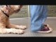 Dressage: comment entraîner un chien à se croiser les pattes en renforcement positif méthode clicker.