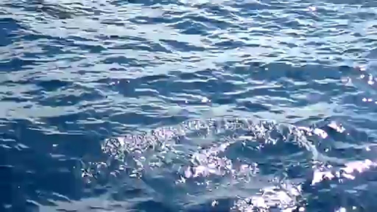Dauphins