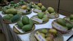 More than 400 varieties of Mangoes at Mango Festival