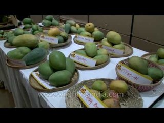 Video herunterladen: More than 400 varieties of Mangoes at Mango Festival