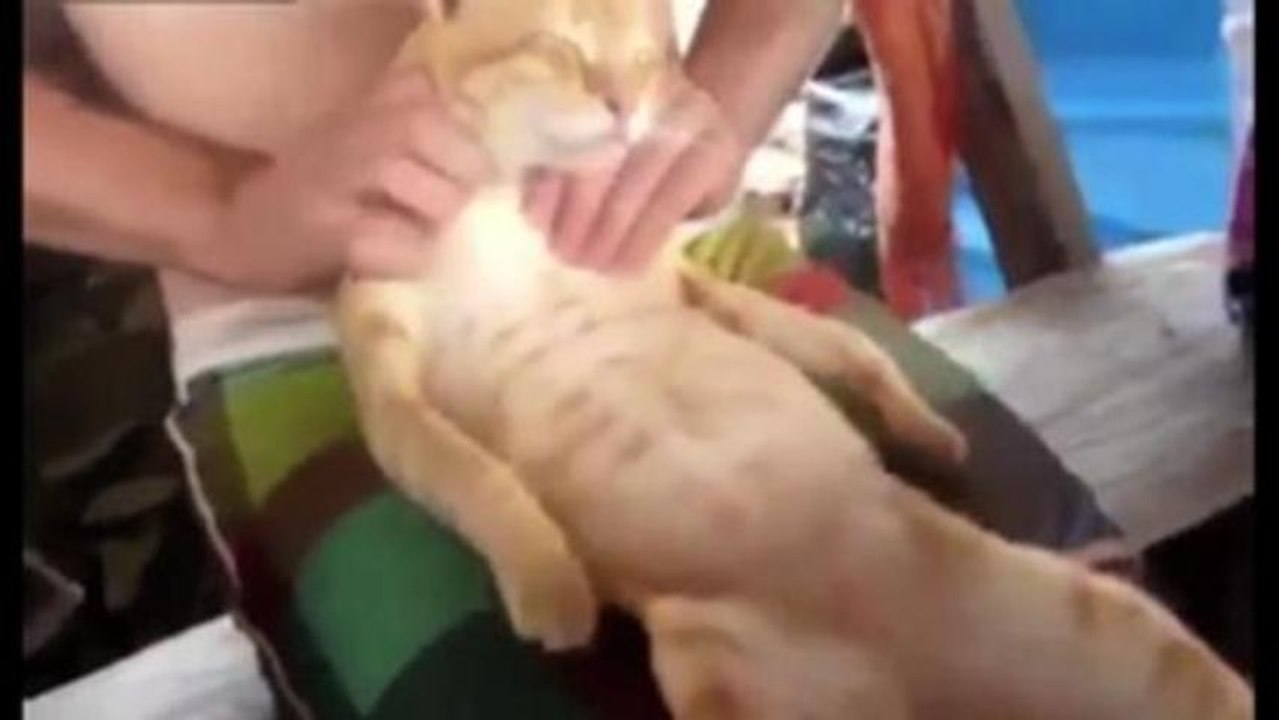 Le chat le plus heureux du monde