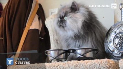 Voici "Colonel Meow", le chat le plus poilu du monde