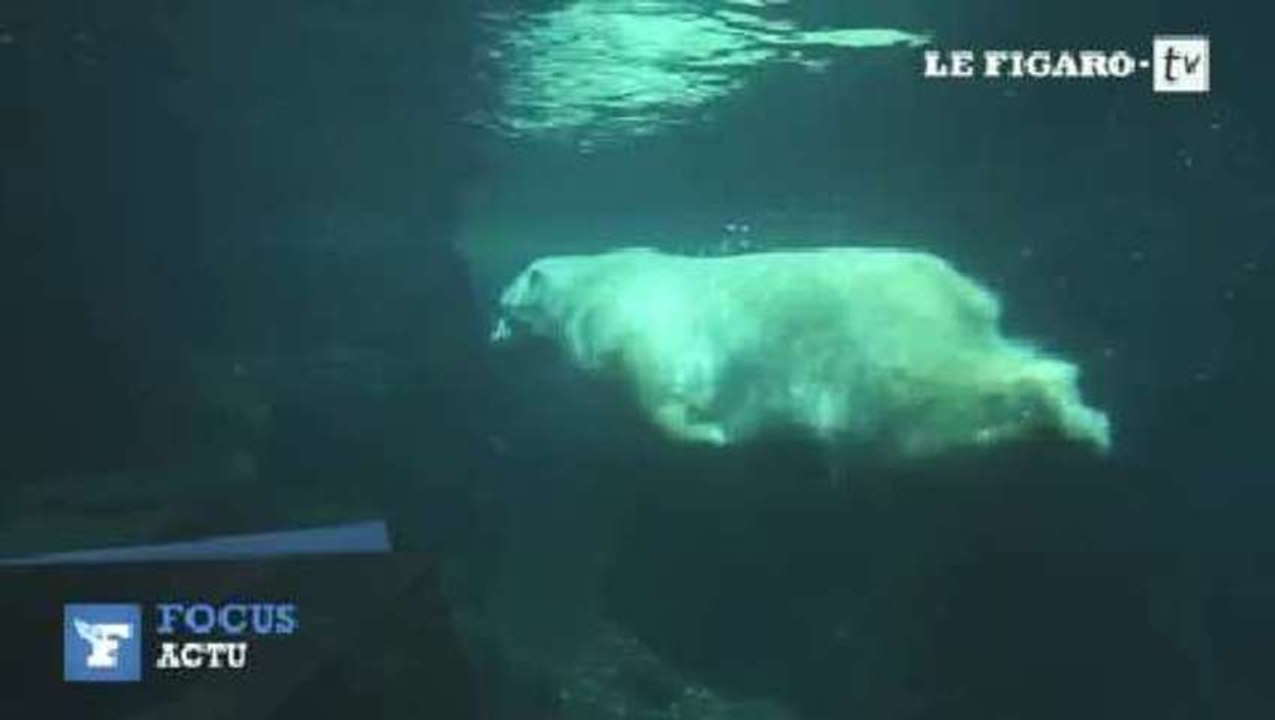 L'ours polaire vedette du zoo de Central Park est mort