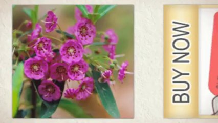 Online Nursery ,Altamont Tn 3730  931-692-4252 - Call Us  The Tree Nursery LLC