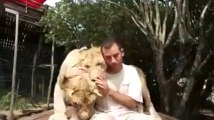 Deux lions comme animaux de compagnie
