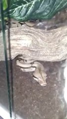 Boa constrictor constrictor nourrissage.