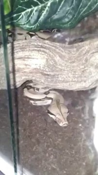 Boa constrictor constrictor nourrissage.