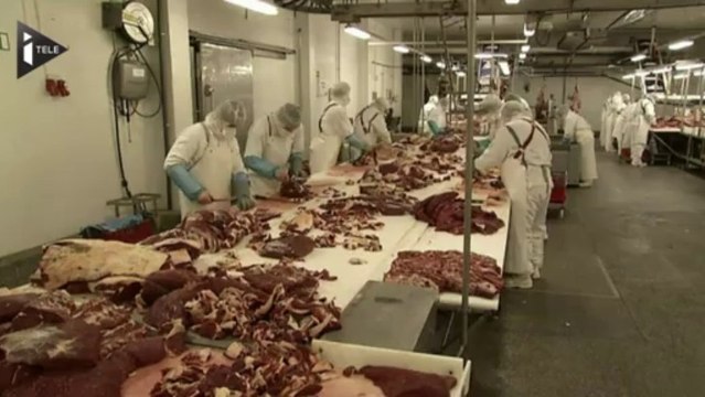 Des chevaux de selle dans les assiettes