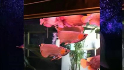 Sheila Spiegel Fish Farm - (770) 203-0137