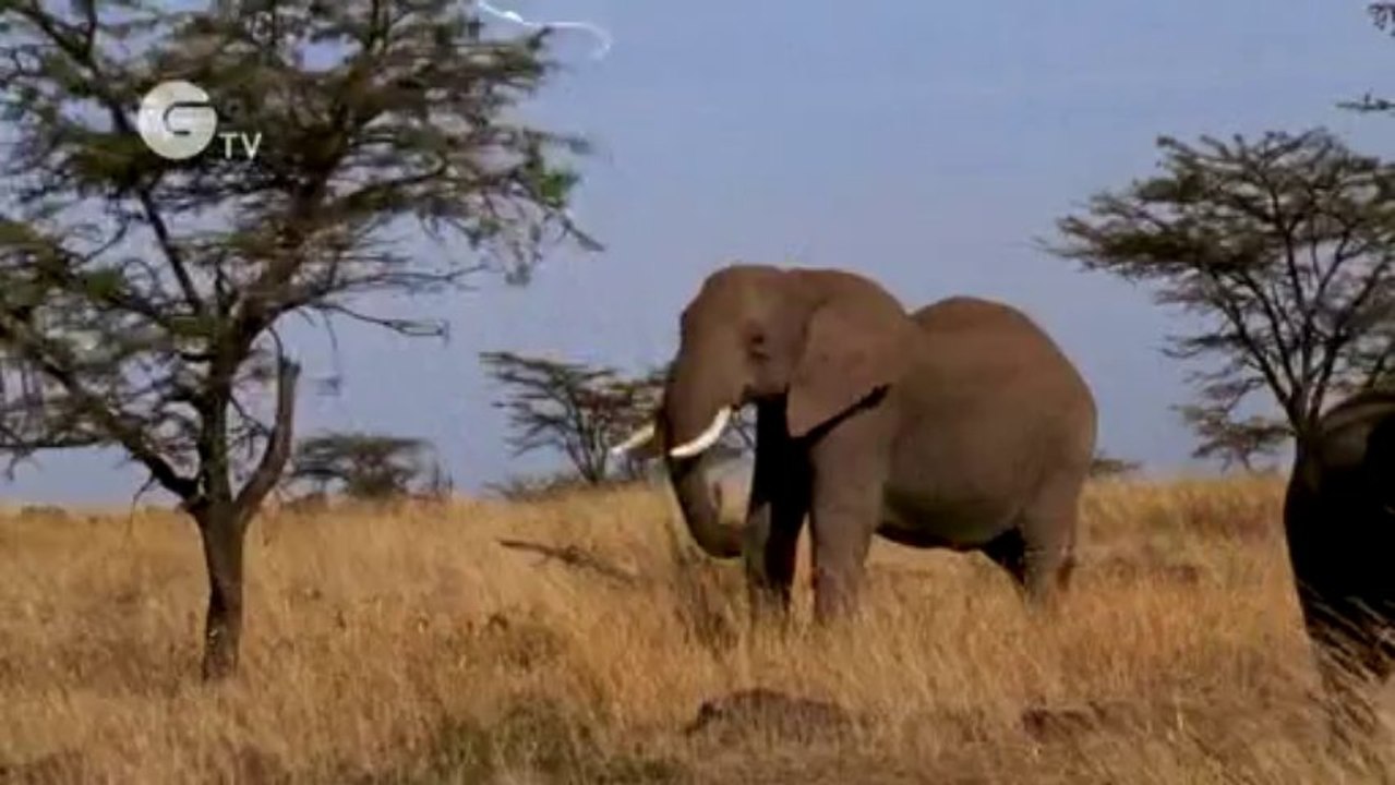 Funny Talking Elephants