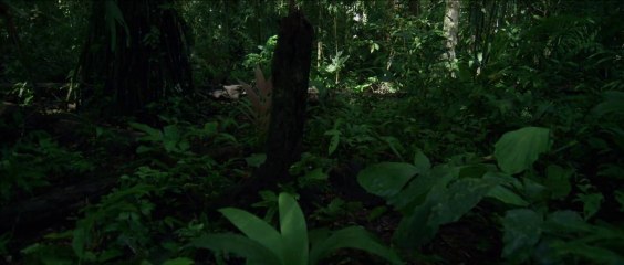 Il Etait Une Forêt : bande annonce #1 HD
