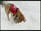 Perros de rescate: Aludes de nieve