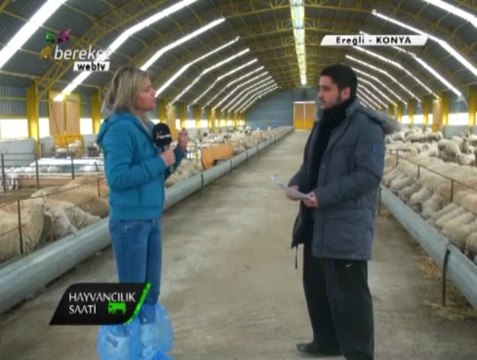HAYVANCILIK SAATİ - KIVIRCIK KOYUNU YETİŞTİRİCİLİĞİ - Sarıkız Küçükbaş Hayvancılık - Bereket TV