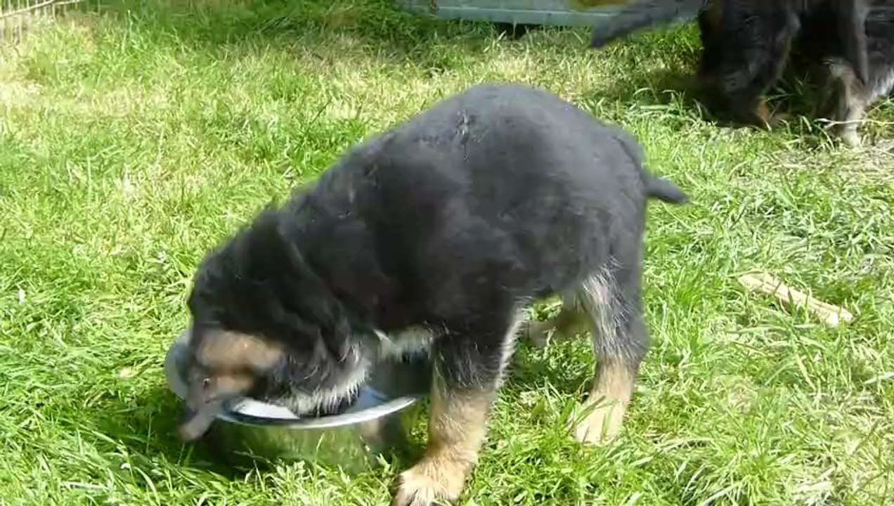 Chiots de 6 semaines