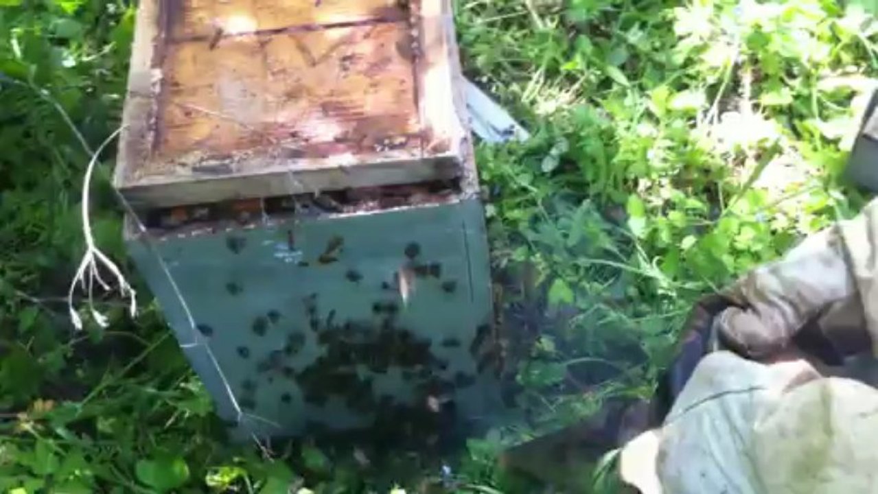 Capture d'un essaim d'abeilles