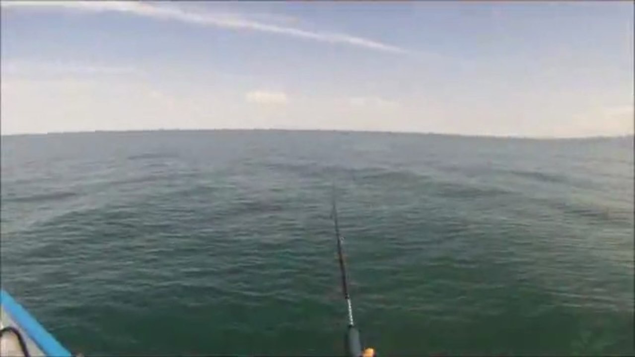 Roussillon Fishing - Pêche sur Chasse Pélamide, Bonite, Loup, Liche, Thon