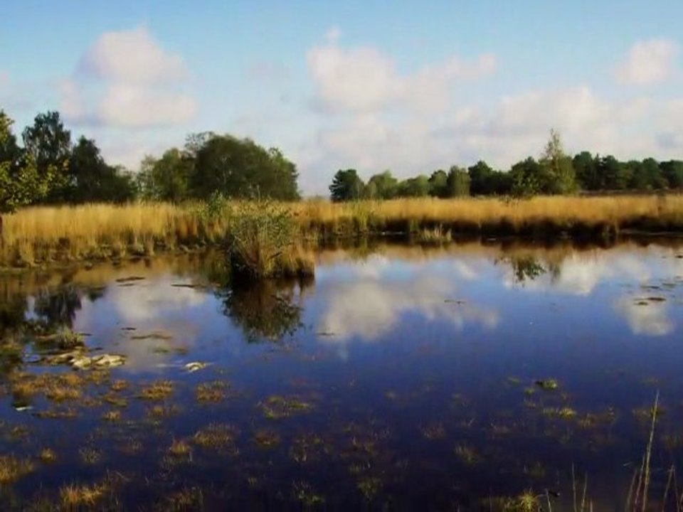 L'EAU (forêt des 3 pignons)