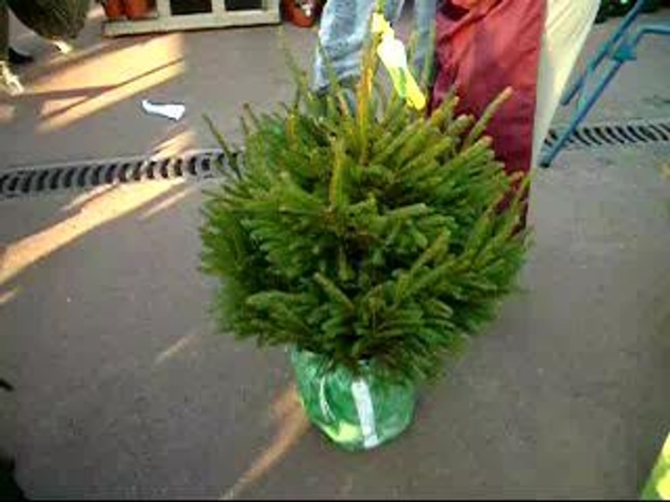 Emballage de sapin! magique!