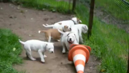 présentation avec les s'autres chiens