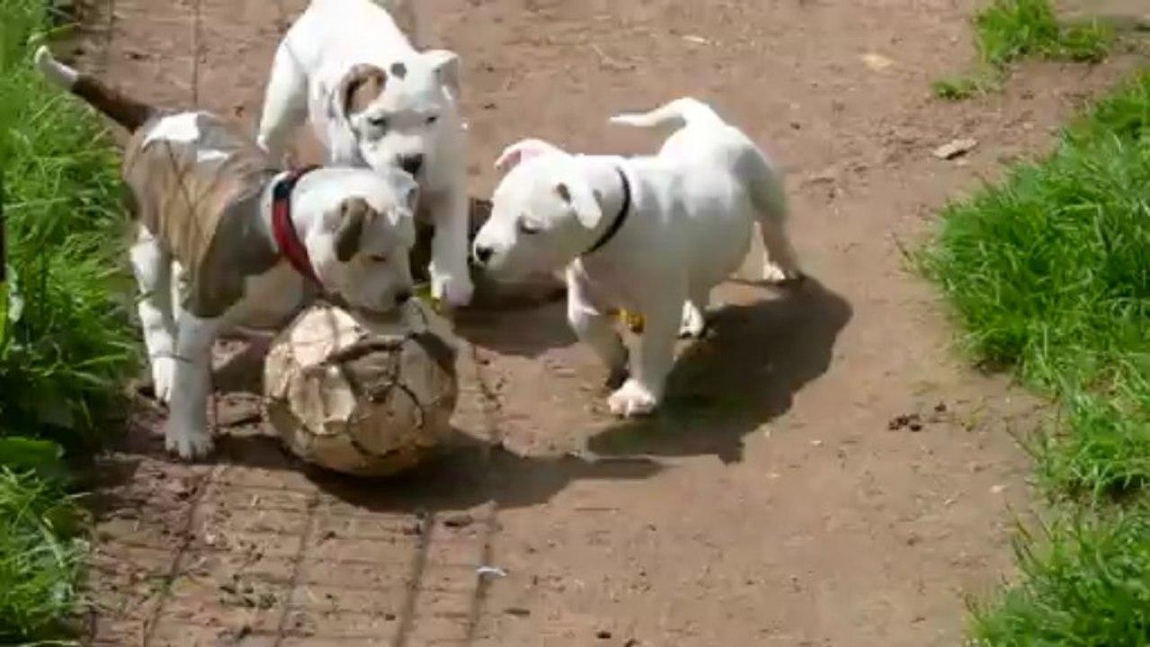 chiots Bull'ams qui joue