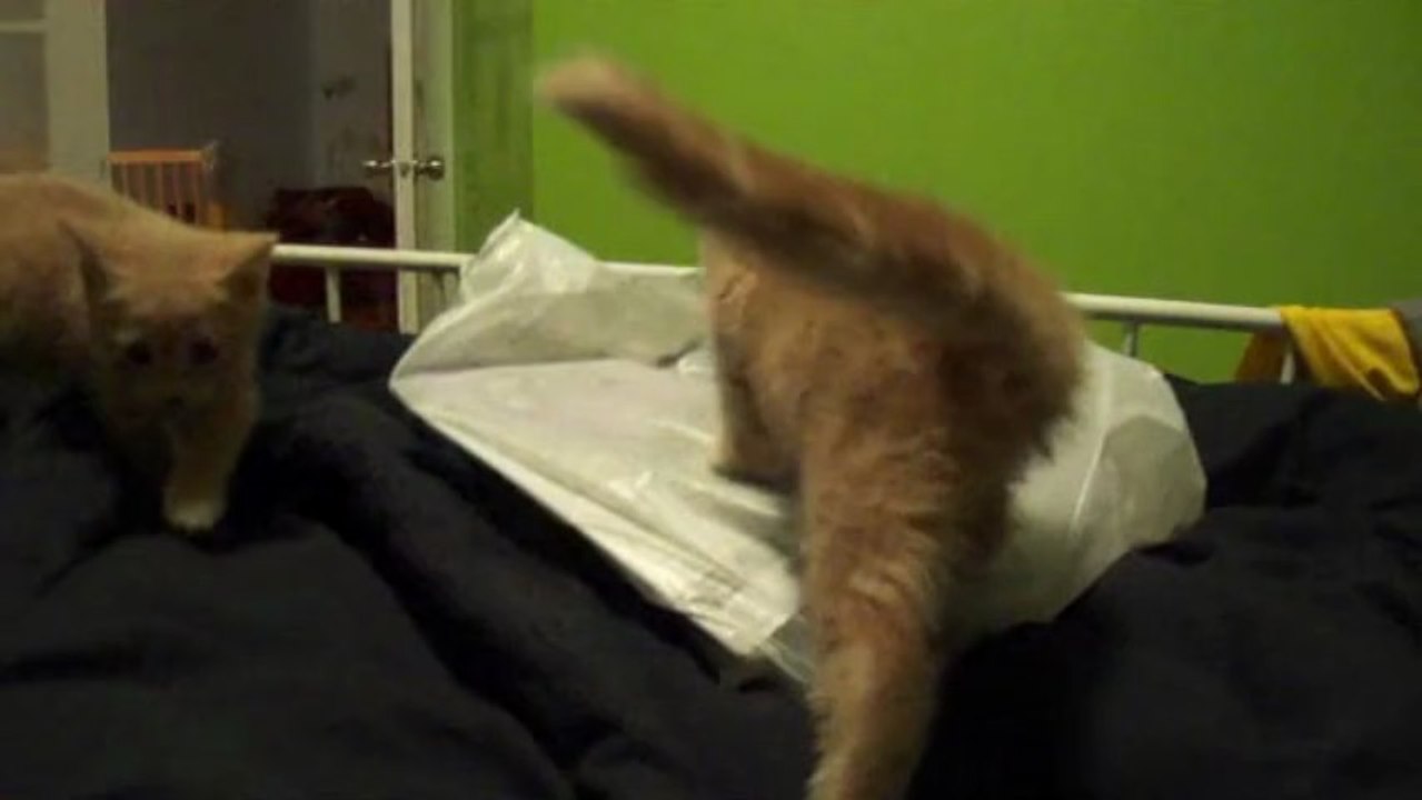 chats
