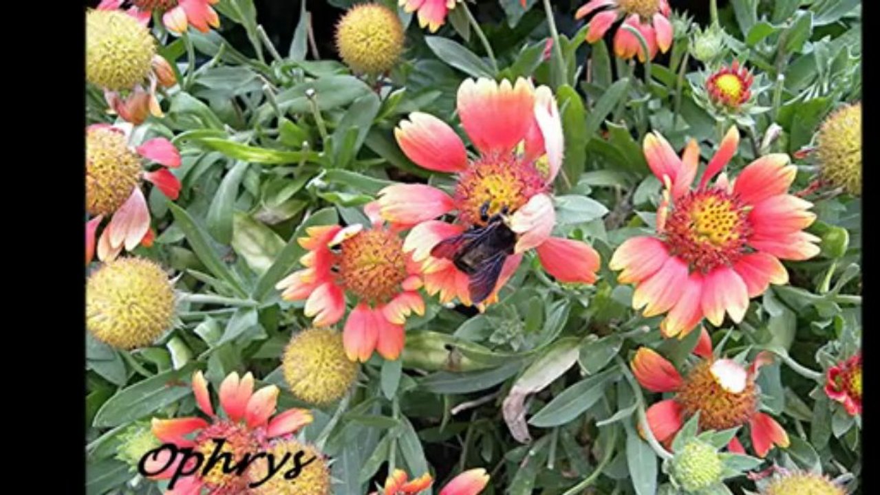 Bourdon au jardin