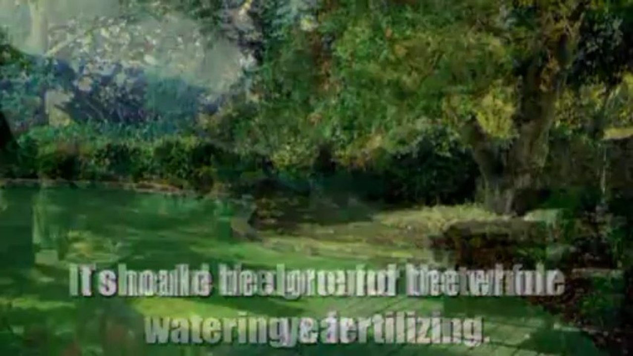 Doing The Right Yard Care In Your Backyard