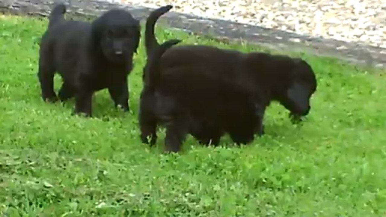 Nichée de Gin et Anis à 43 jours